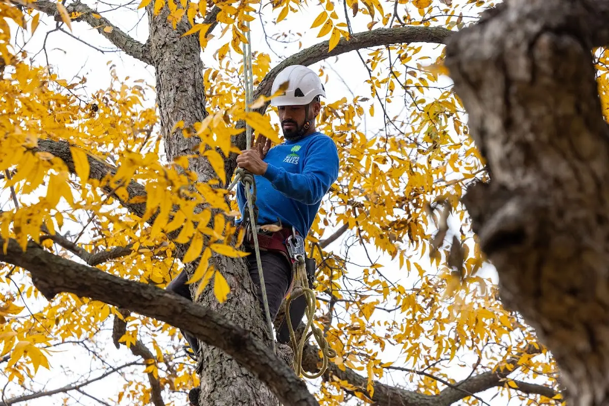 Skilled Storm Damage Cleanup crew working in Hillsborough